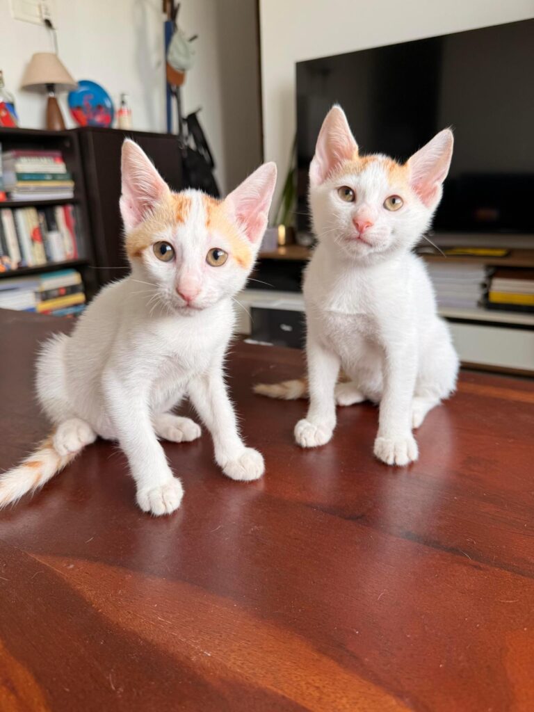 Two white kittens with orange patches sitting together on a wooden table in Chembur, Mumbai.