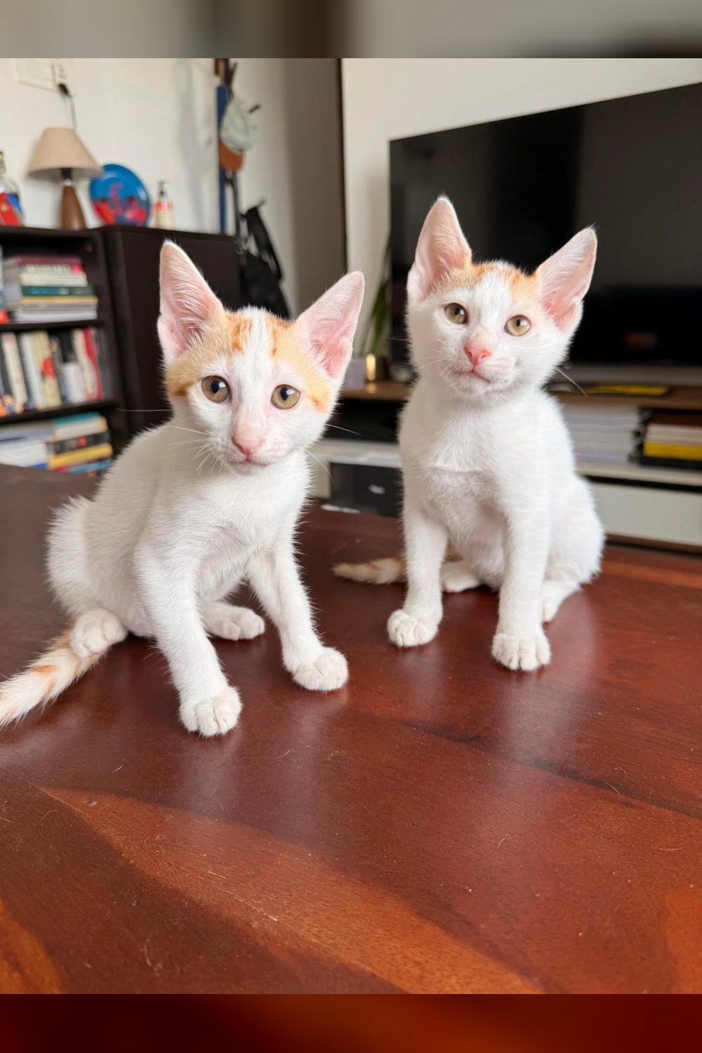 Two Litter-Mate Kittens Are Ready for a Home Together — Mumbai