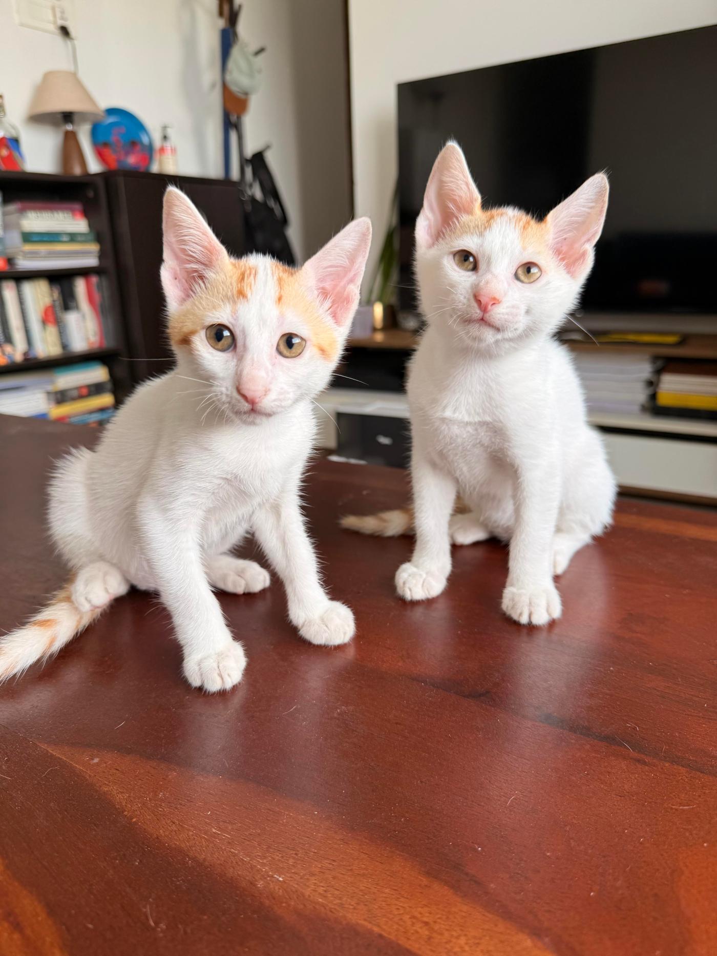 Two Litter-Mate Kittens Are Ready for a Home Together — Mumbai