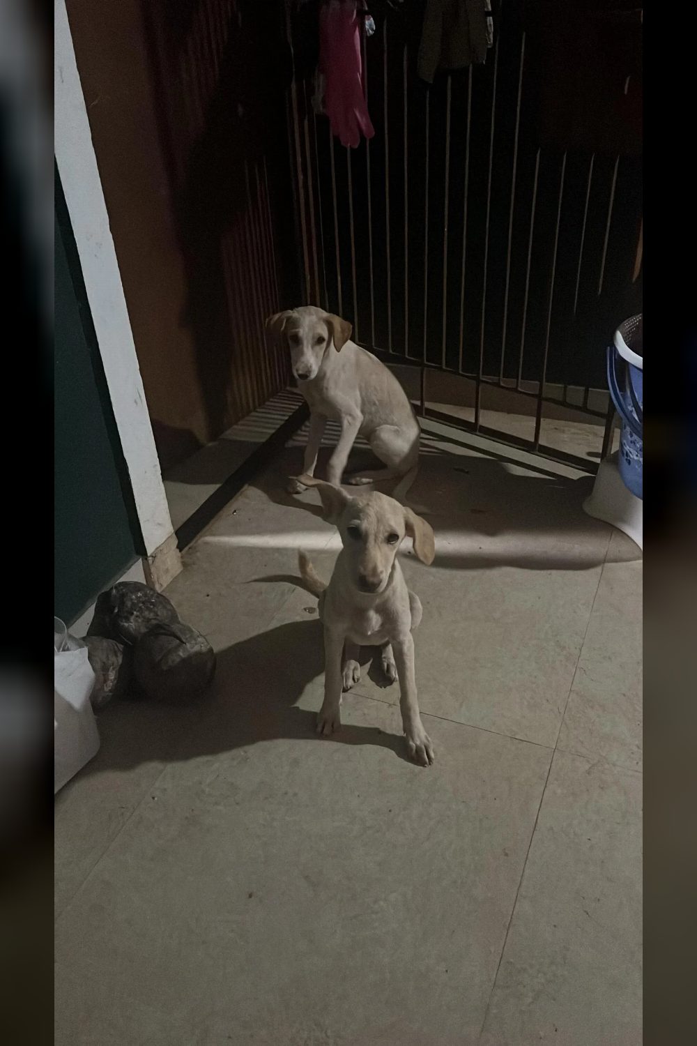 Claudine and Milkuchan, two three-month-old indie puppies from Navelim — Goa