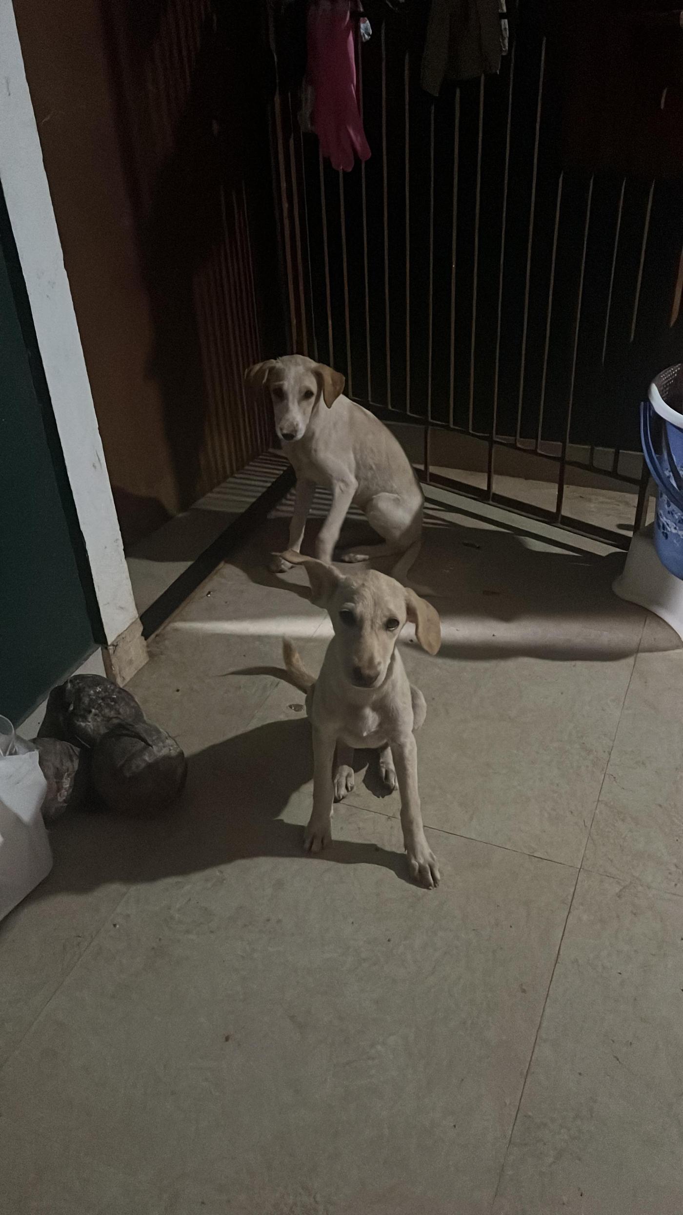 Claudine and Milkuchan, two three-month-old indie puppies from Navelim — Goa