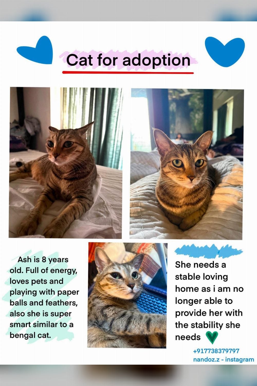 Ash, an eight-year-old cat whose person can no longer keep her — Mumbai