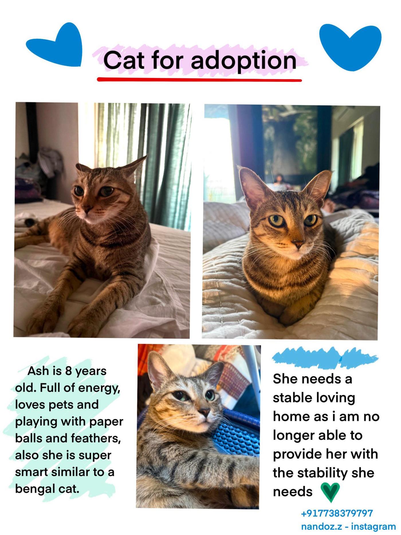 Ash, an eight-year-old cat whose person can no longer keep her — Mumbai