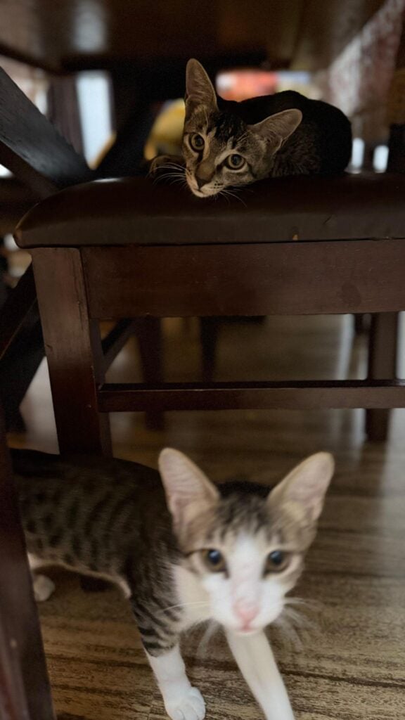 Female Kittens for Adoption - Delhi/NCR/Haldwani - kitten in Delhi NCR