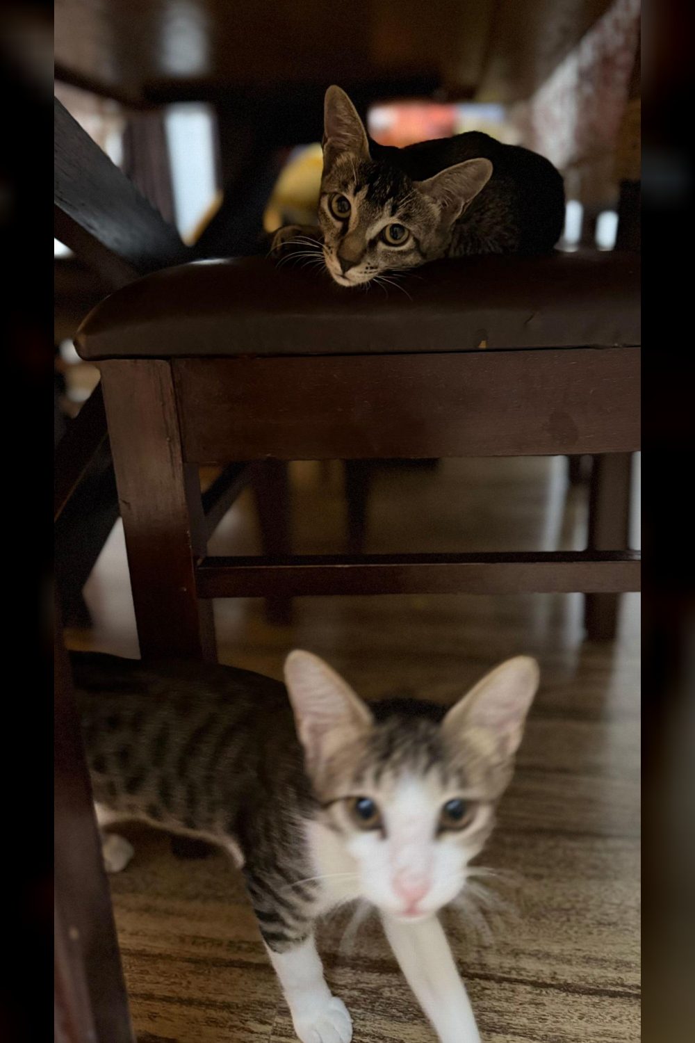 Two Bonded Female Kittens From Haldwani Need a Home Together — Delhi NCR
