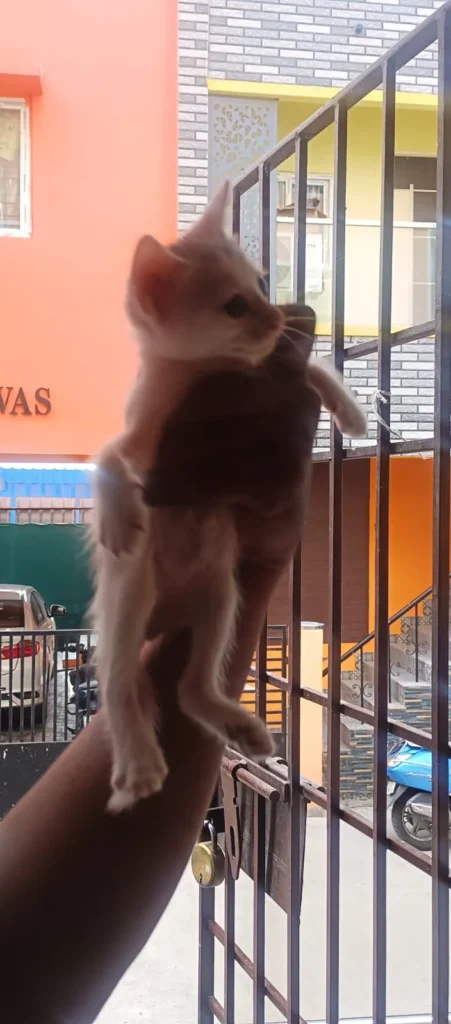 A young ginger kitten stretching up against a metal cage door in Chennai