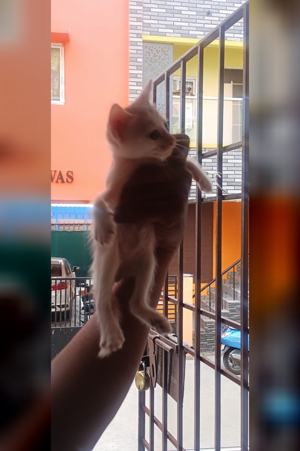 A litter of Navalur kittens is on solid food and ready to move — Chennai