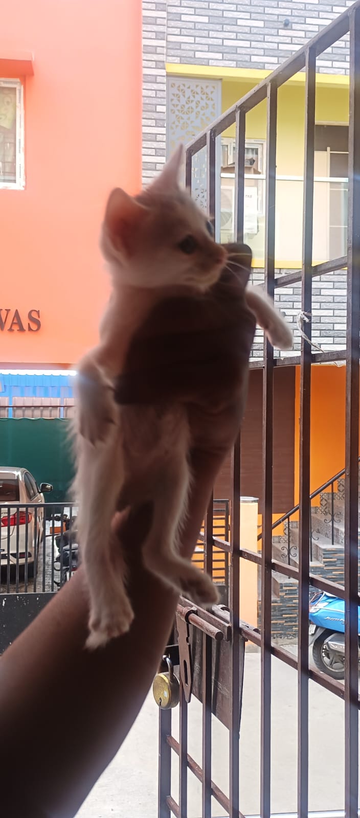 A litter of Navalur kittens is on solid food and ready to move — Chennai
