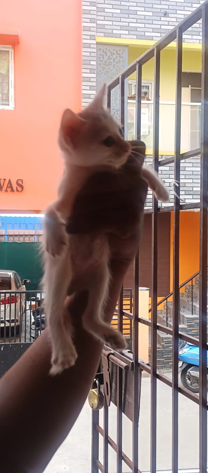 A litter of Navalur kittens is on solid food and ready to move in Chennai