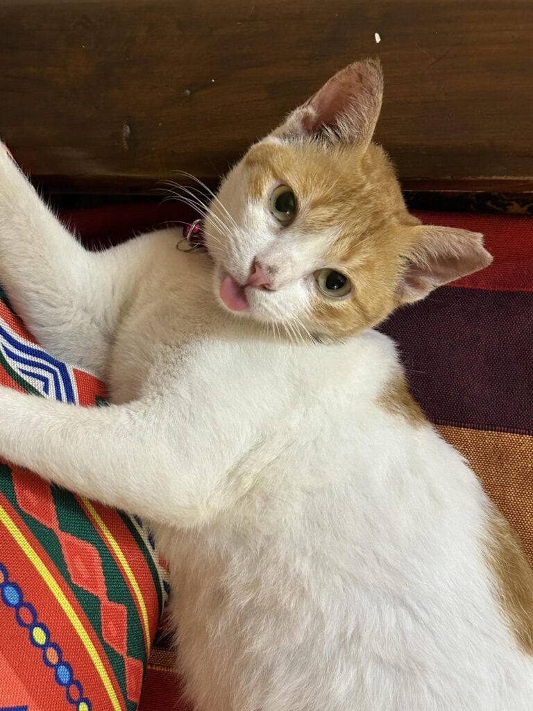 Mewno, a 1.5-year-old rescued cat up for adoption in Mumbai (listing 97674)