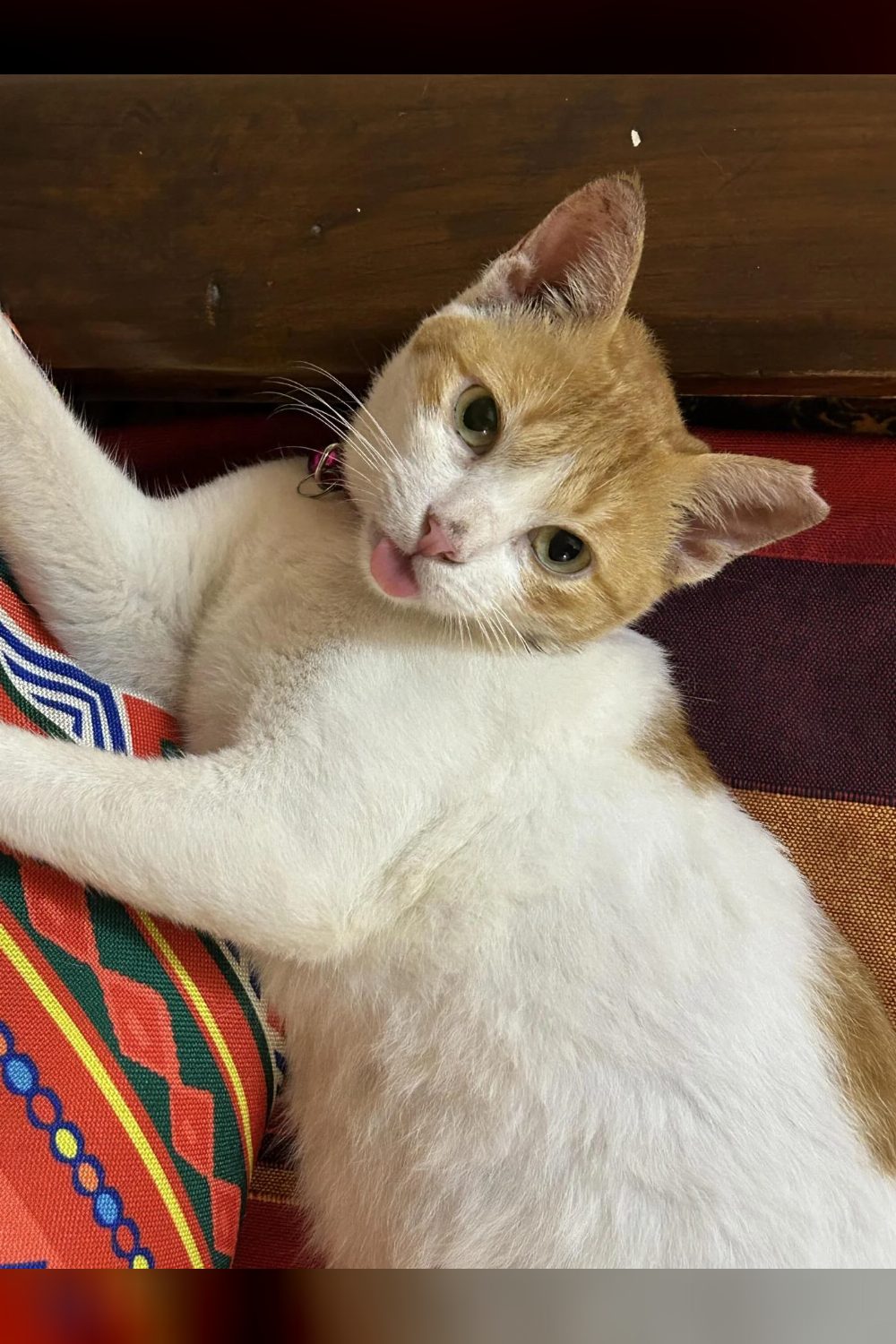 Mewno, a calm 1.5-year-old cat, needs a home by early August — Mumbai