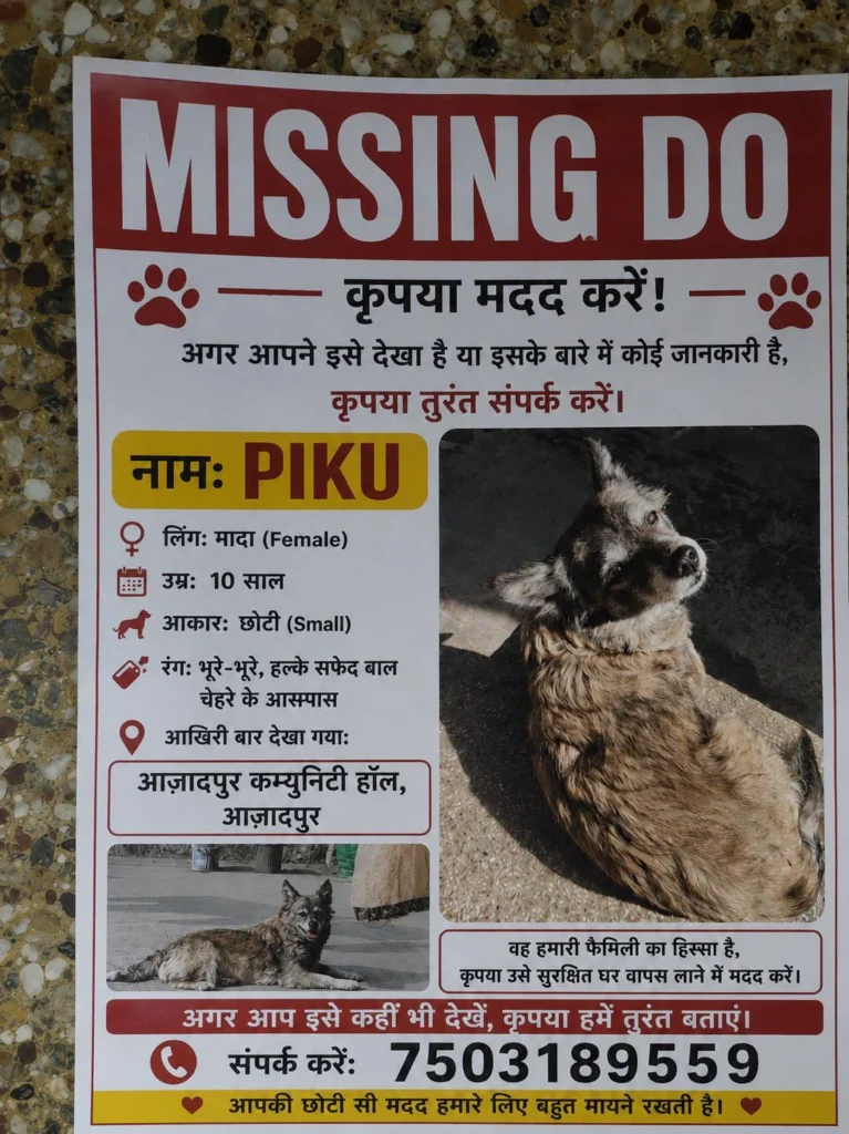LOST DOG: 10-Year-Old Female Dog (Piku) Missing in Azadpur, Delhi - dog for adoption in Delhi NCR