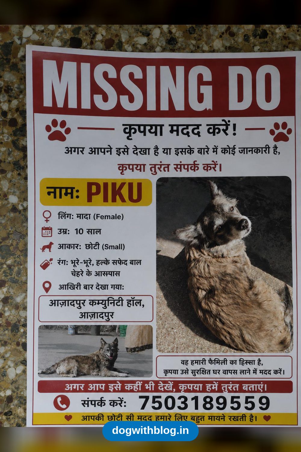 Lost Dog — Piku, a 10-Year-Old Missing From Azadpur — Delhi NCR