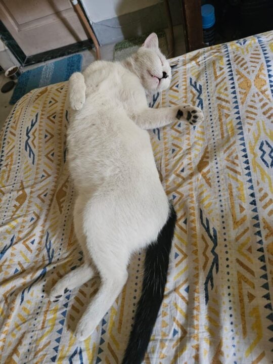 A three-and-a-half-year-old spayed cat in Andheri East needs a new home, adoptable cat in Mumbai