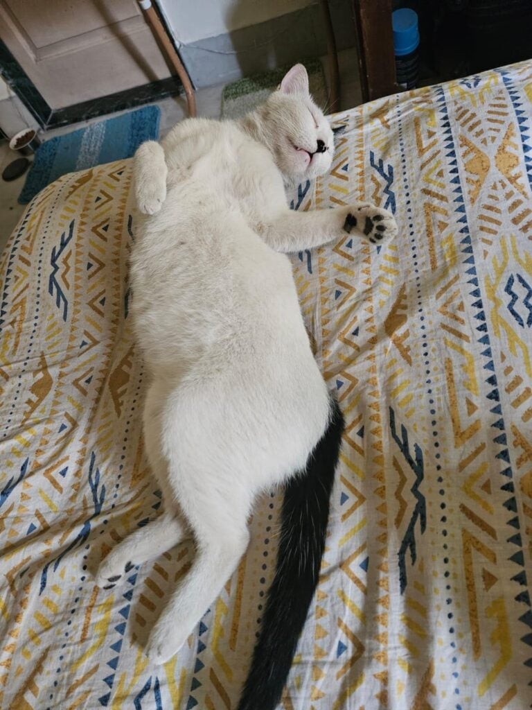 White cat with black markings on her head and a black tail lying on a bed in Andheri East, Mumbai