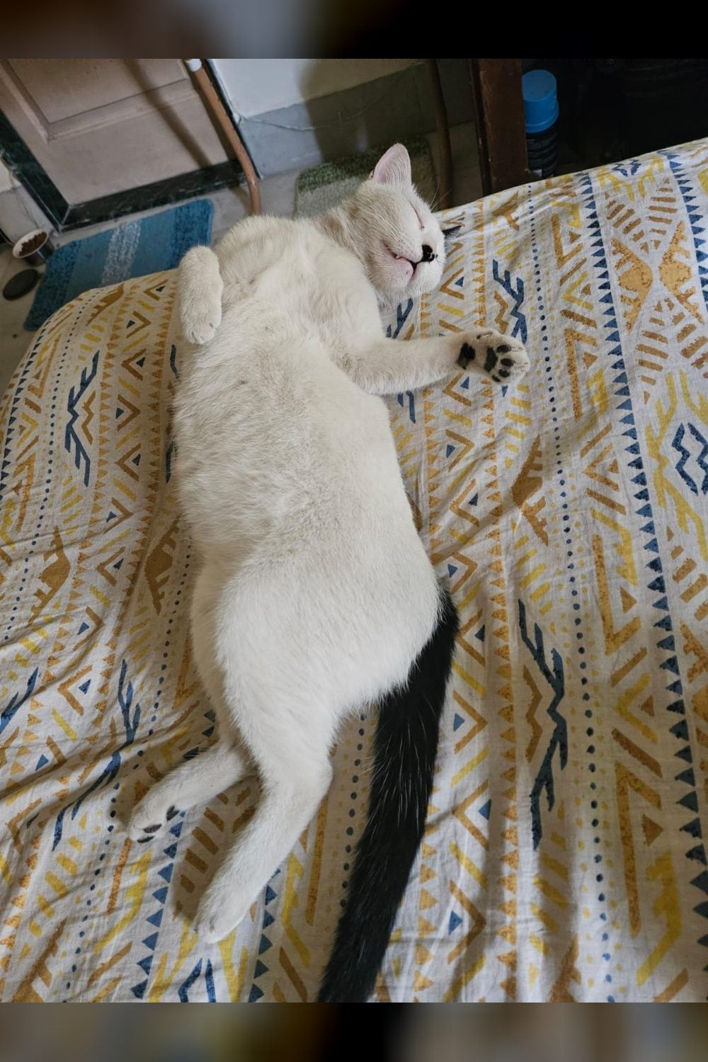 A three-and-a-half-year-old spayed cat in Andheri East needs a new home — Mumbai