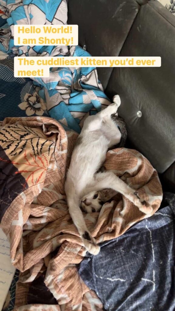 Adoption appeal for the cutest kitten in , Male, 4 months old, litter... - kitten in Mumbai
