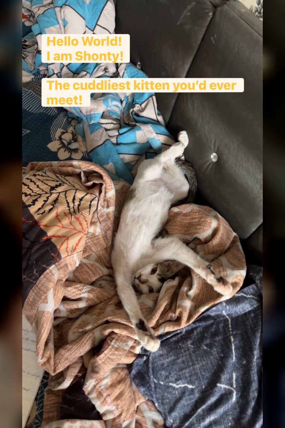 Shonty the Kitten Is Litter-Trained and Already Vaccinated, Ready for a Home — Mumbai