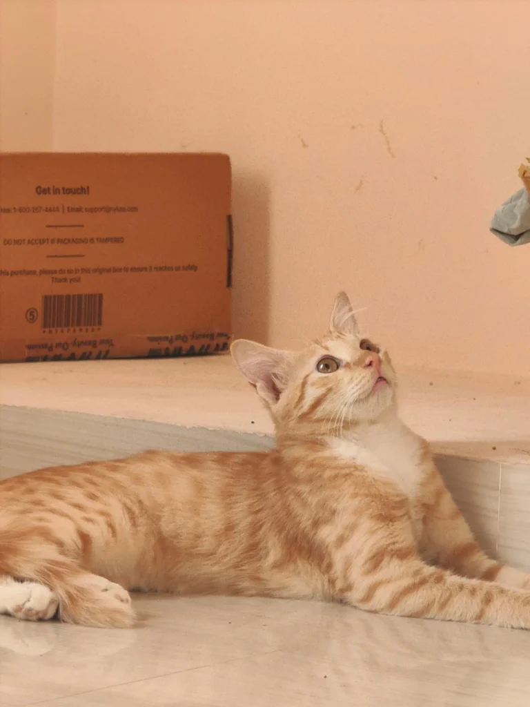 A cute Ginger Tabby male cat for adoption - 7 Months old (Bangalore) - kitten in Bengaluru