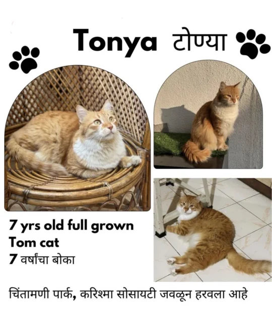 Lost Cat — Tonya, a Ginger Tom, adoptable cat in Pune