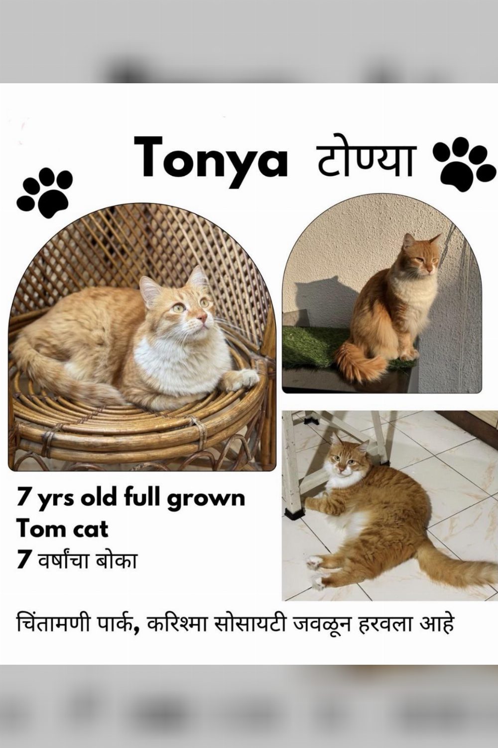 Lost Cat — Tonya, a Ginger Tom — Pune