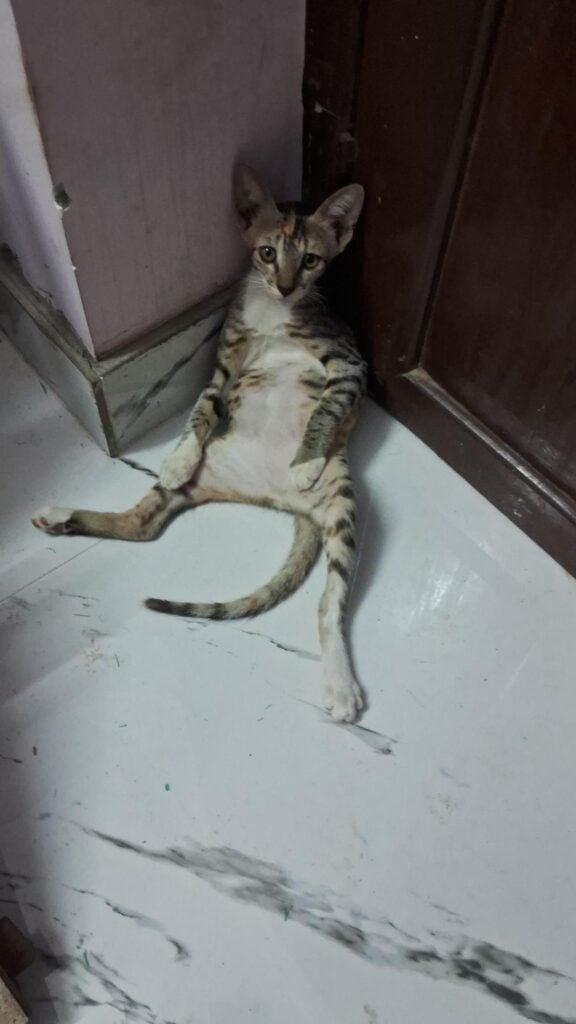 One of four rescued kittens up for adoption in Lucknow, stretched out on a floor