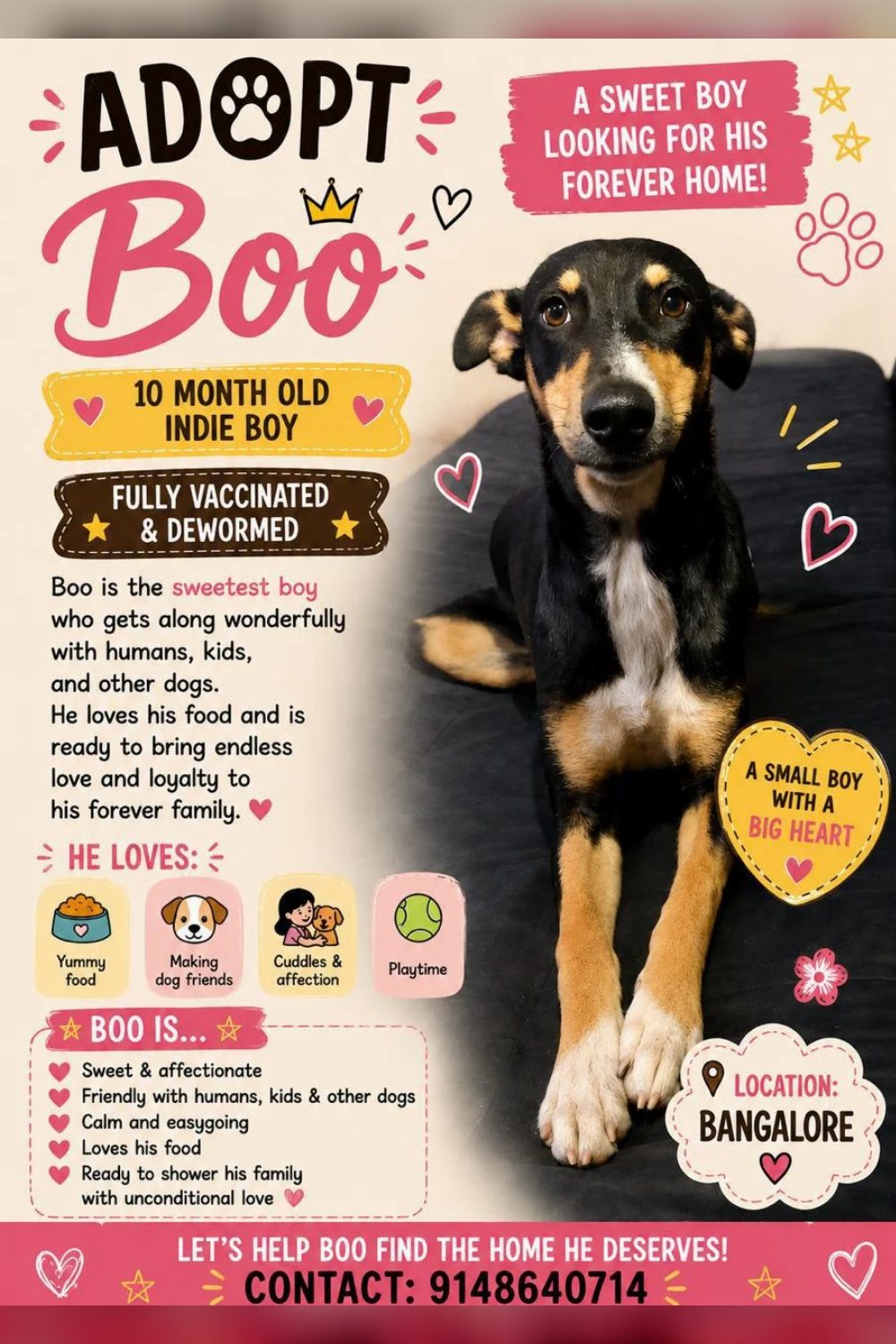 Boo, a vaccinated 10-month-old indie boy, needs a forever home — Bengaluru