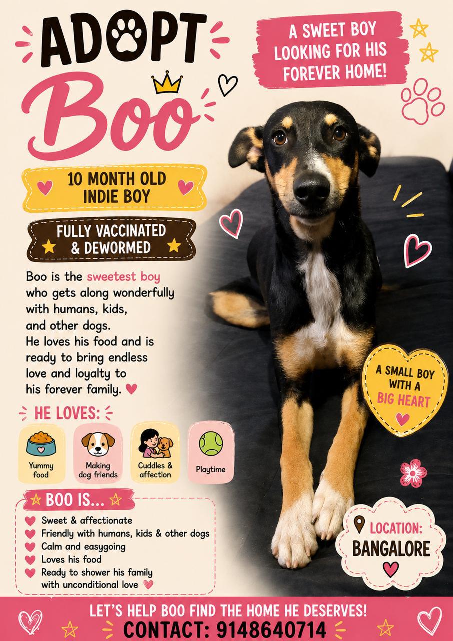 Boo, a vaccinated 10-month-old indie boy, needs a forever home — Bengaluru