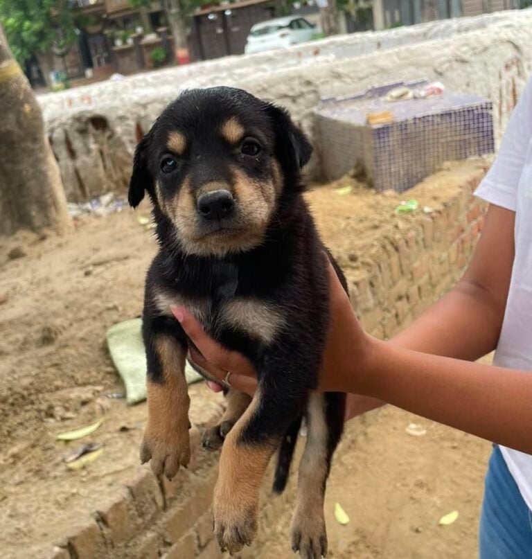 These Faridabad Puppies Are Still Waiting for a Home, adoptable dog in Delhi NCR