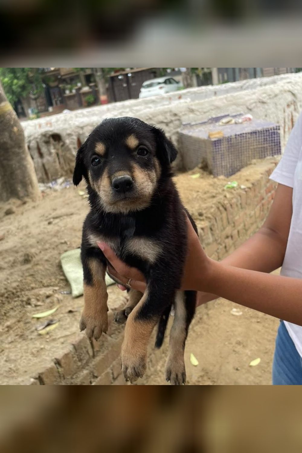 These Faridabad Puppies Are Still Waiting for a Home — Delhi NCR
