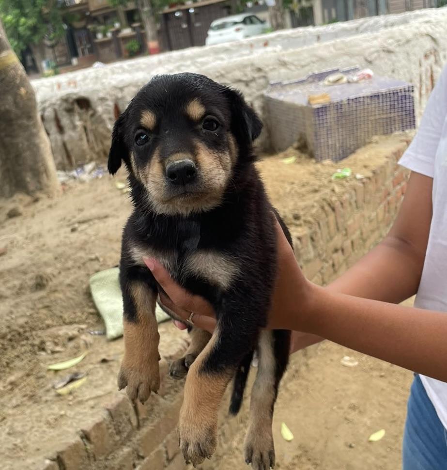 Adopt these puppies! - puppy in Delhi NCR