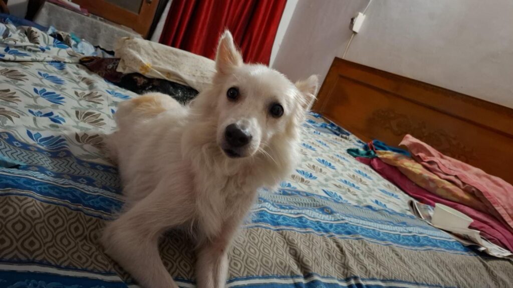 A white Spitz dog with tan patches sitting on a bed, up for adoption in Dwarka, Delhi.