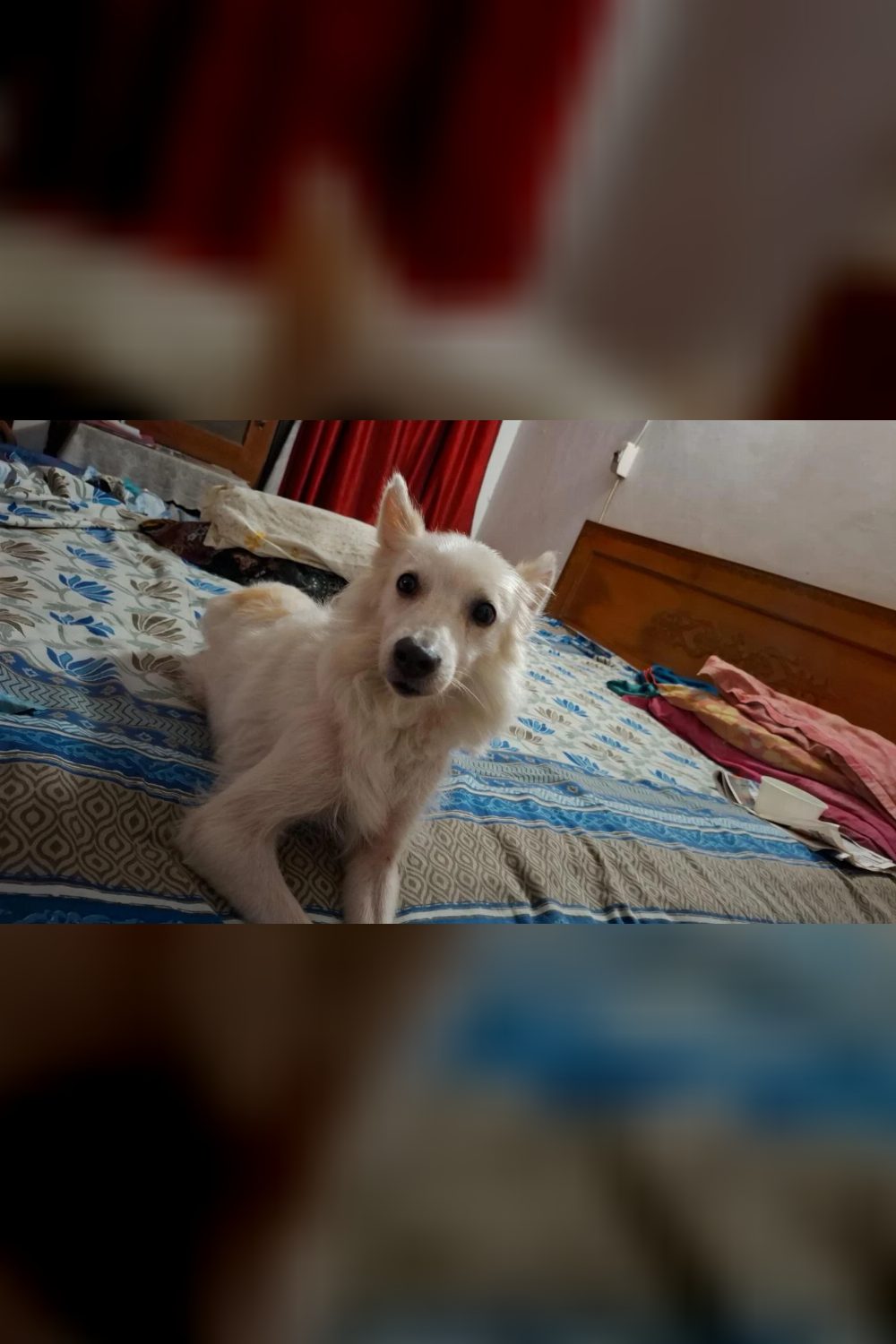 This Docile Rescued Spitz Is Looking for a Forever Home — Delhi NCR