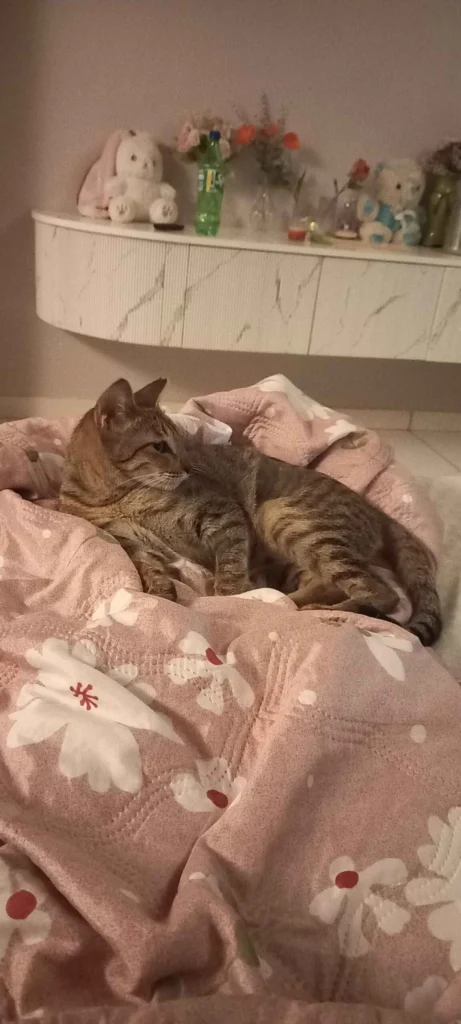 Jagger, a sterilised female cat, resting after her failed adoption, Mumbai