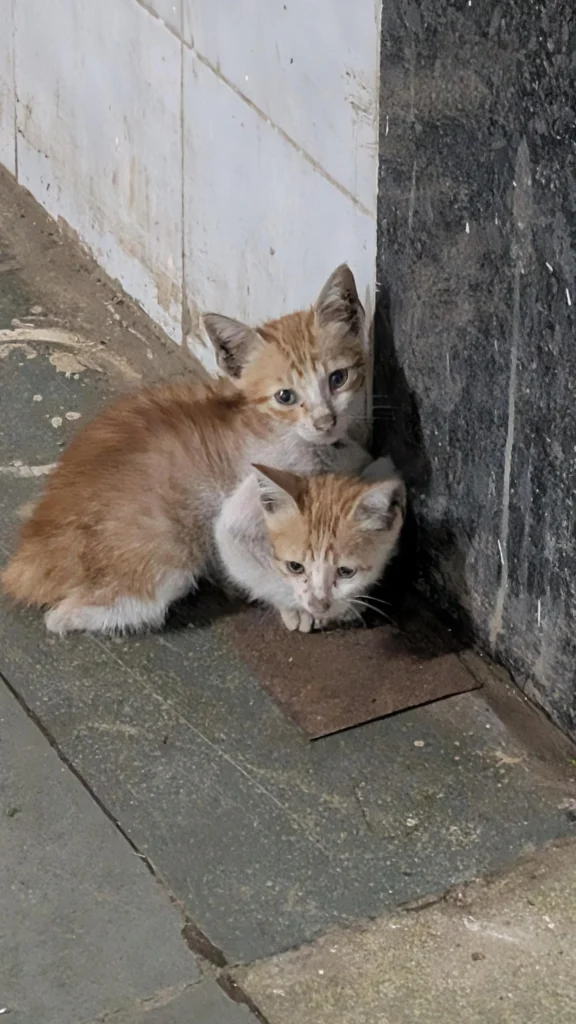 Two stray kittens up for adoption near Seepz metro station, Andheri, Mumbai