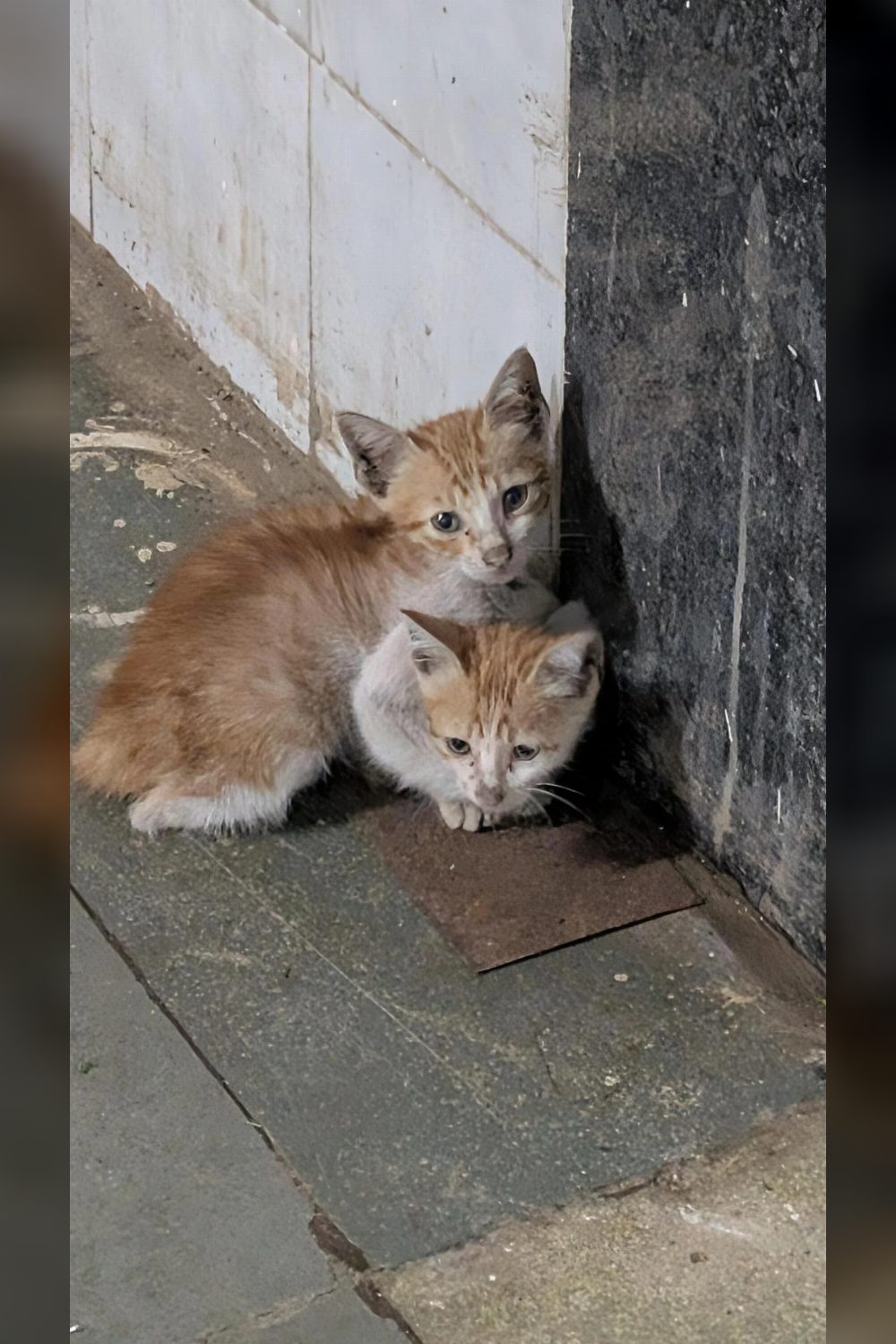 Two friendly stray kittens near Seepz, Andheri, need a home — Mumbai