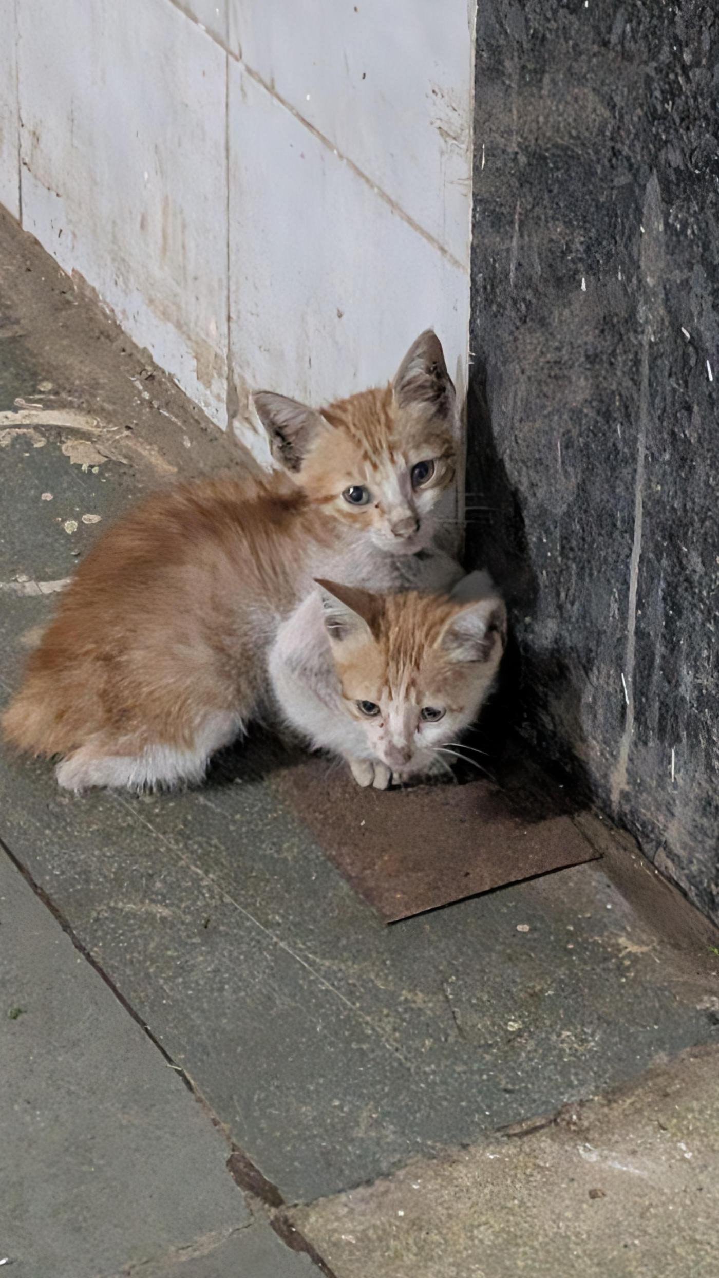 Two friendly stray kittens near Seepz, Andheri, need a home — Mumbai