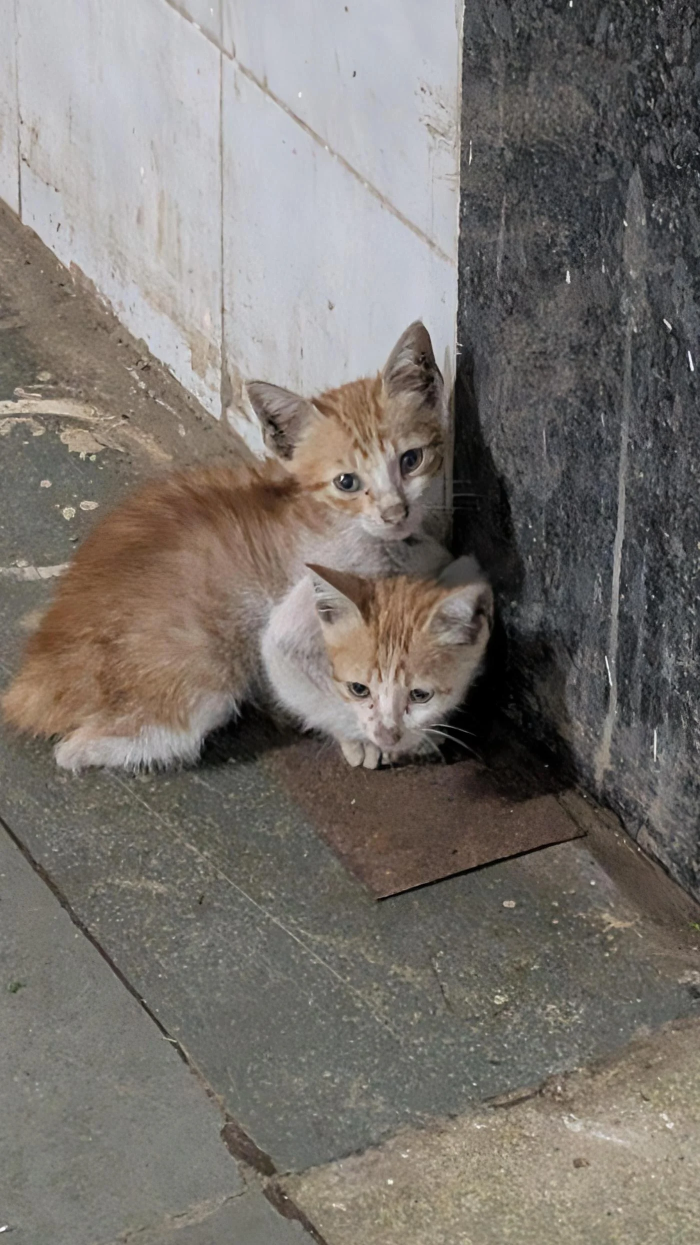 Two friendly stray kittens near Seepz, Andheri, need a home in Mumbai