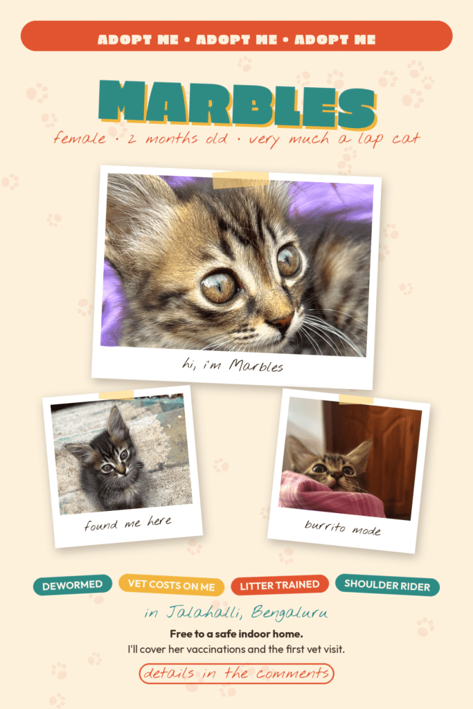 Marbles, a friendly two-month-old kitten up for adoption in Bengaluru