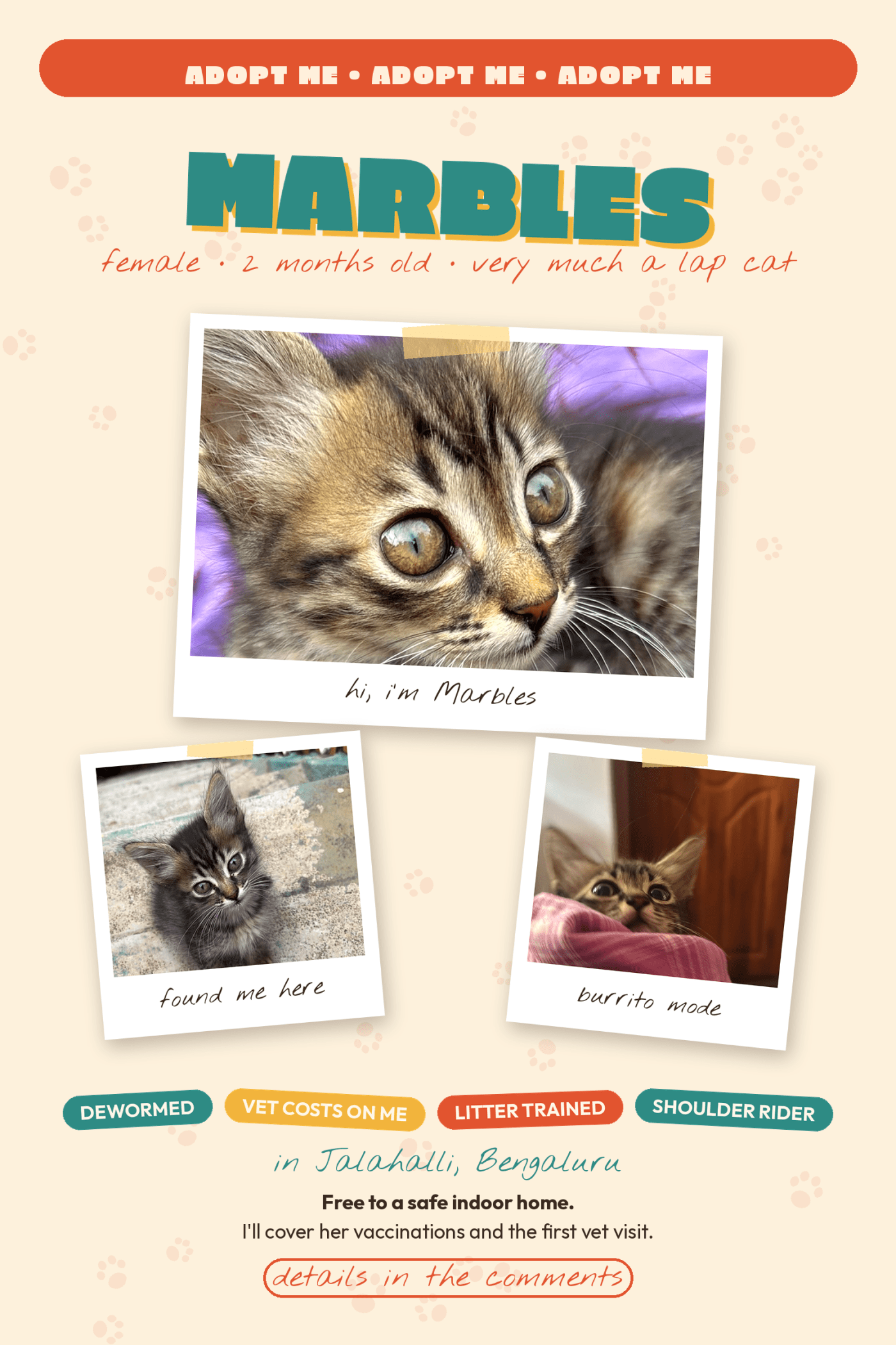 Marbles, a two-month-old kitten who climbs on shoulders, needs an indoor home — Bengaluru
