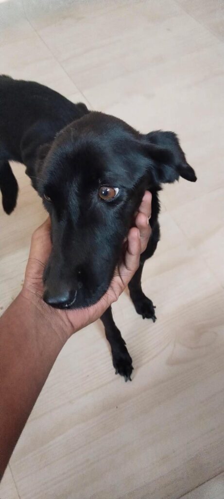 Rescued stray puppy in Bengaluru looking for a home