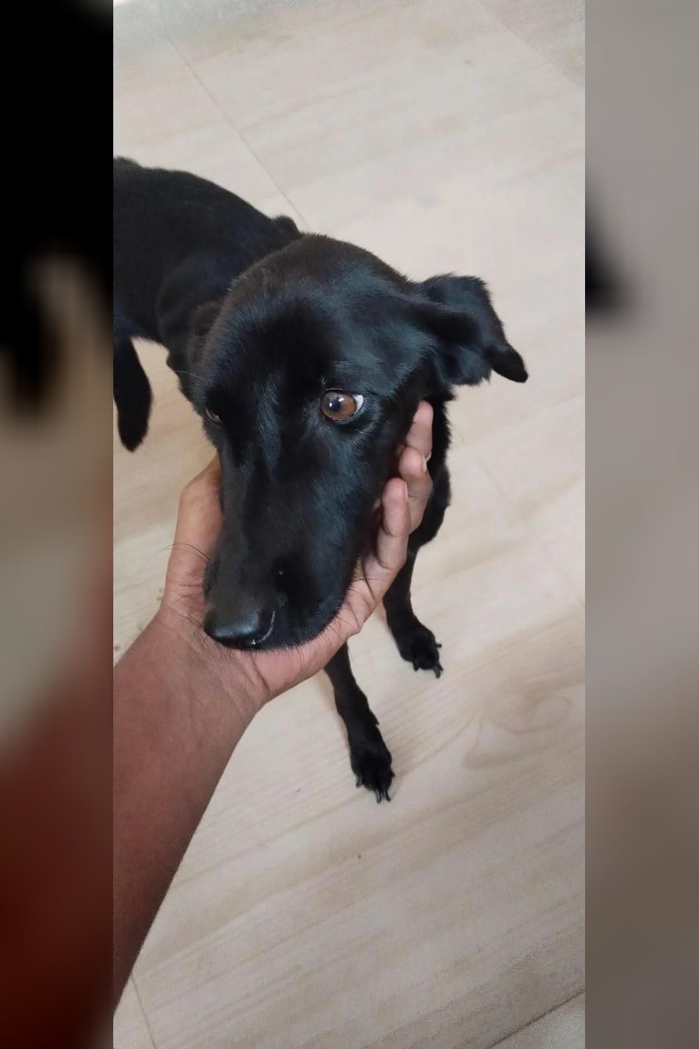Rescued Stray Puppy Looking for a Home — Bengaluru