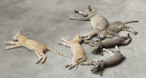 Five Kittens for Adoption