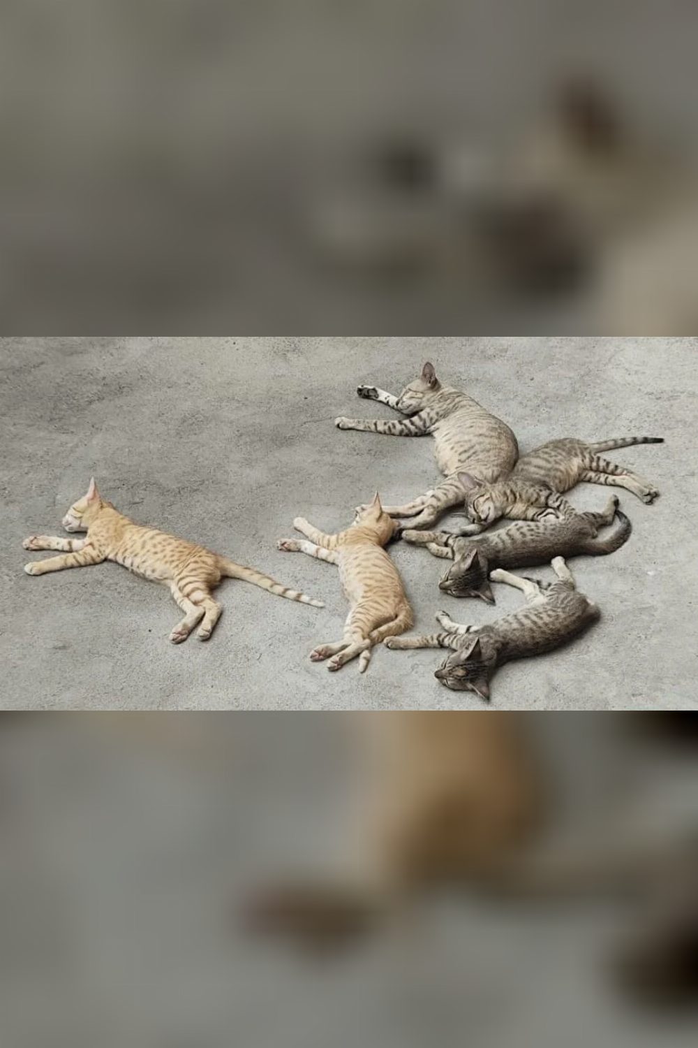 Five Kittens for Adoption — Chennai