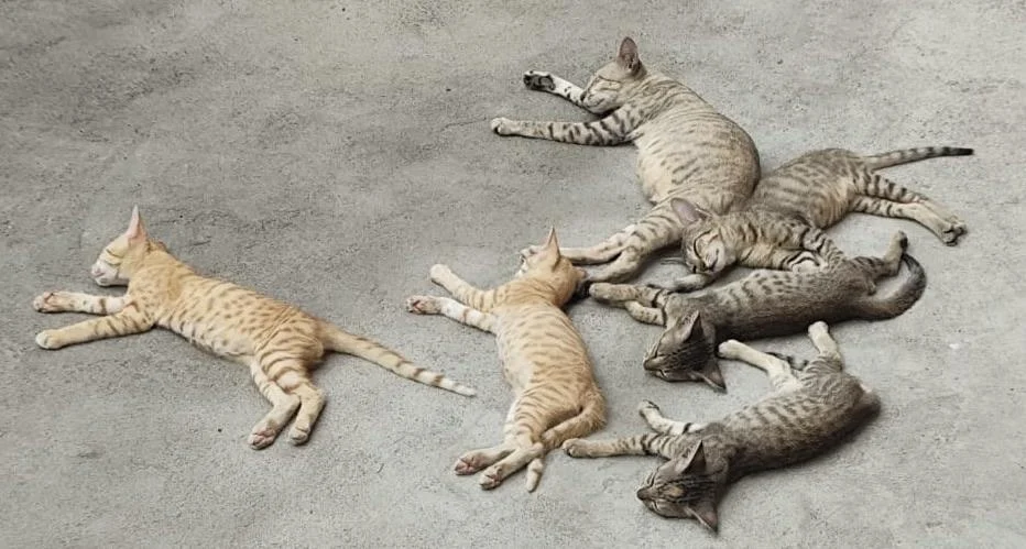 One of five 3.5-month-old kittens, two orange and three grey, up for adoption in Chennai
