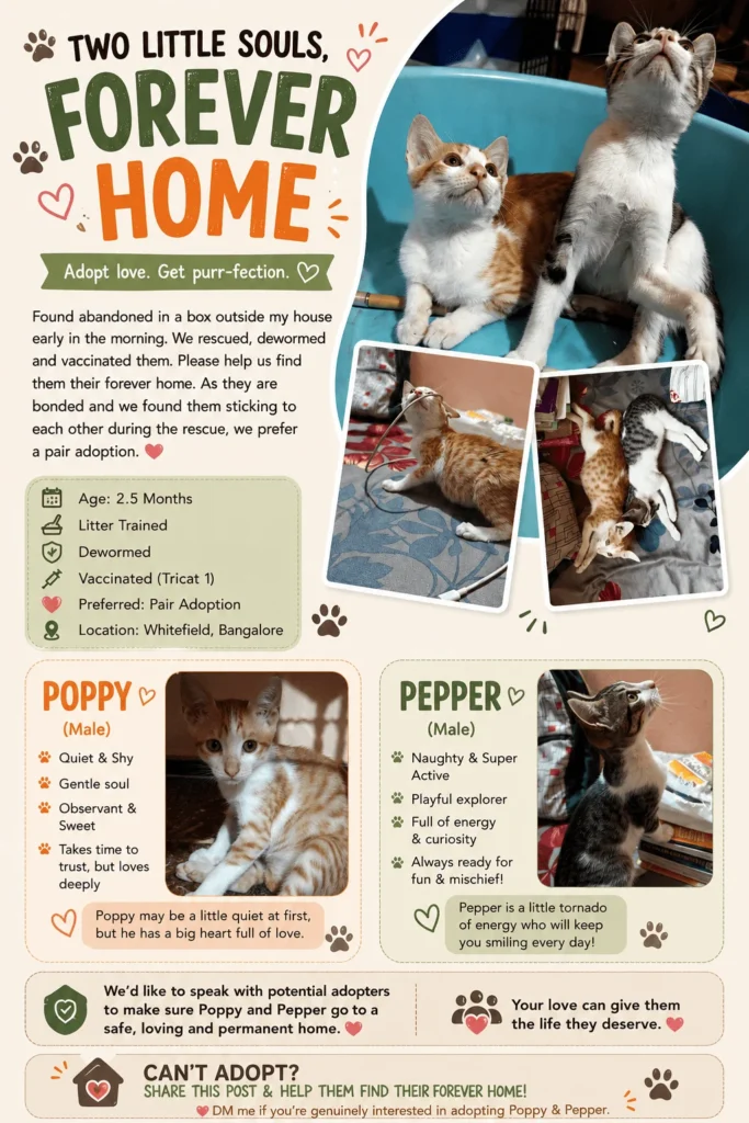 Rescued Kittens Up for Adoption, 2.5 months, Vaccinated, Dewormed| (Bengaluru... - kitten in Bengaluru