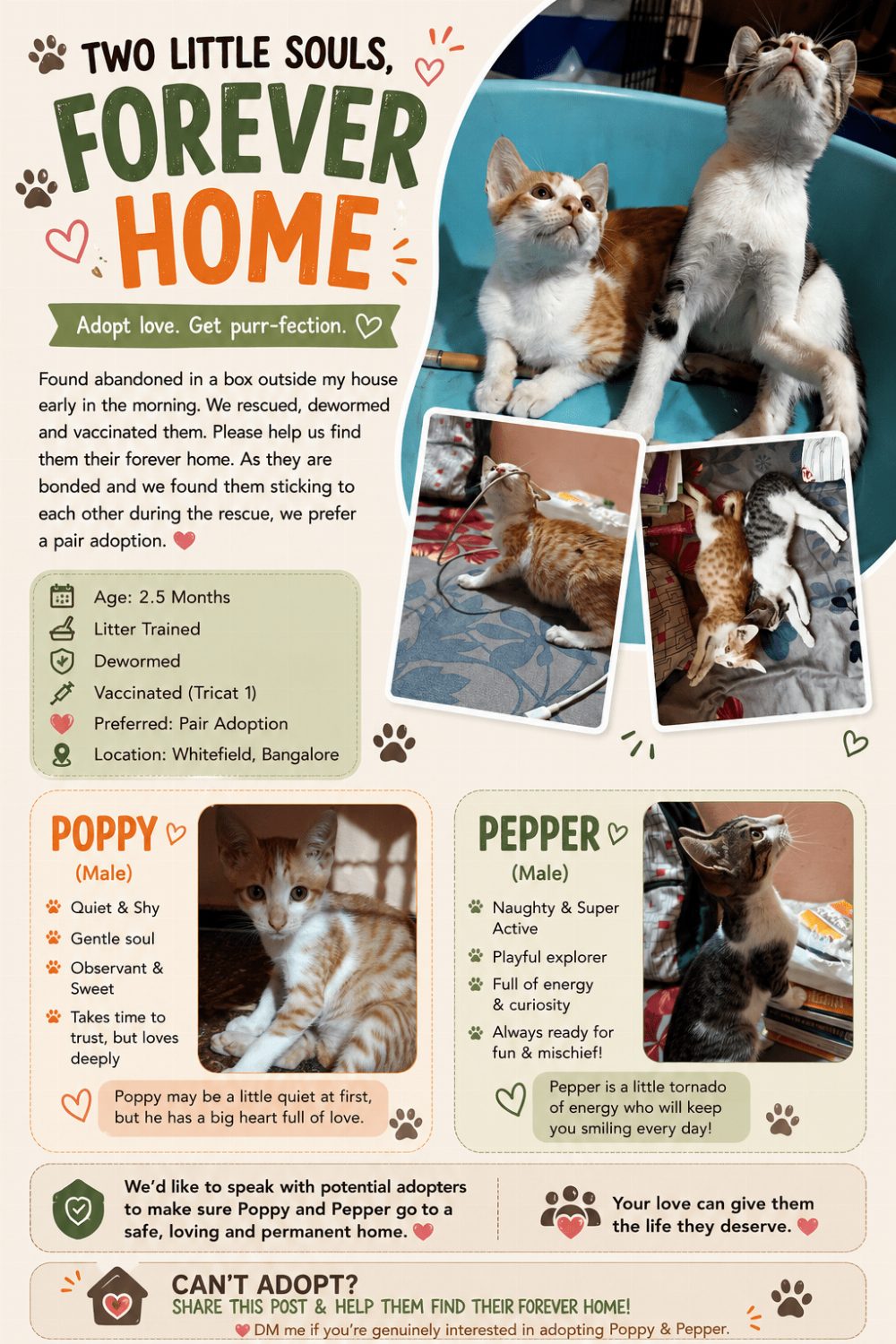 Poppy and Pepper, Bonded Brothers Found in a Box in Whitefield — Bengaluru