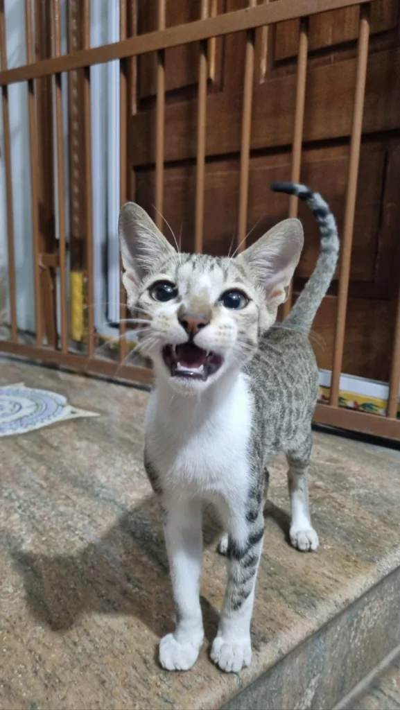 5 month old kittens up for adoption - kitten in Hyderabad