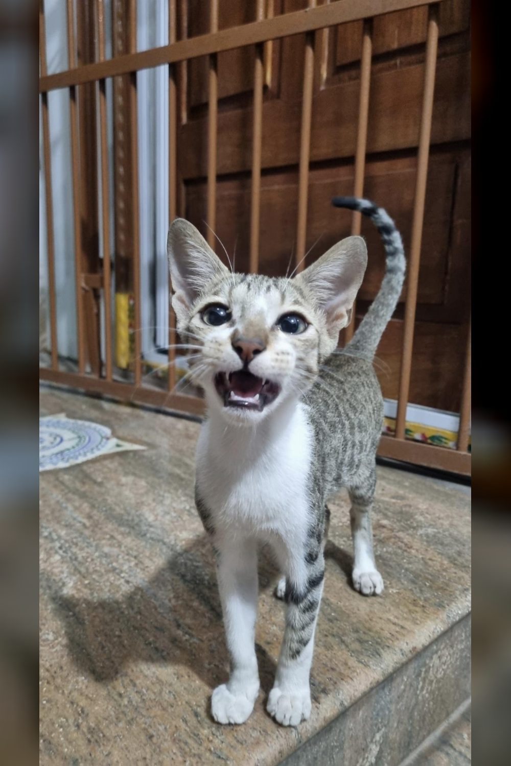 Playful Five-Month-Old Kittens Looking for a Home in Ramanthapur — Hyderabad