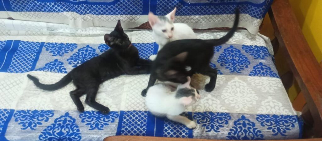 Four kittens, two black and two white with grey patches, playing together on a blue and white patterned bedsheet